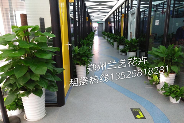 学校植物租摆