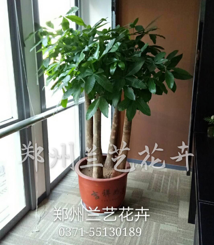 郑州租植物（组合发财树）