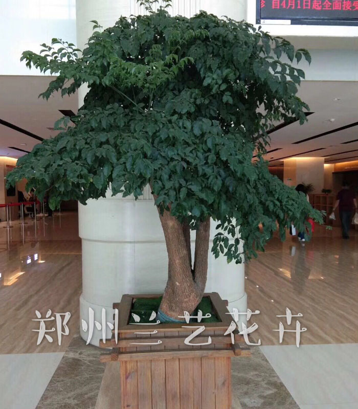 商场租植物（幸福树）