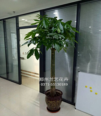 郑州东区绿植（单干发财树）
