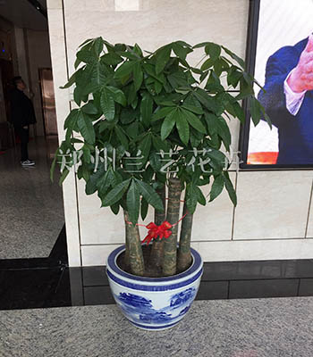郑州绿植租赁（组合发财树）