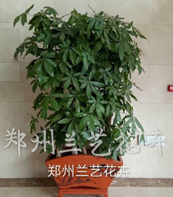 郑州盆栽出租（组合发财树）