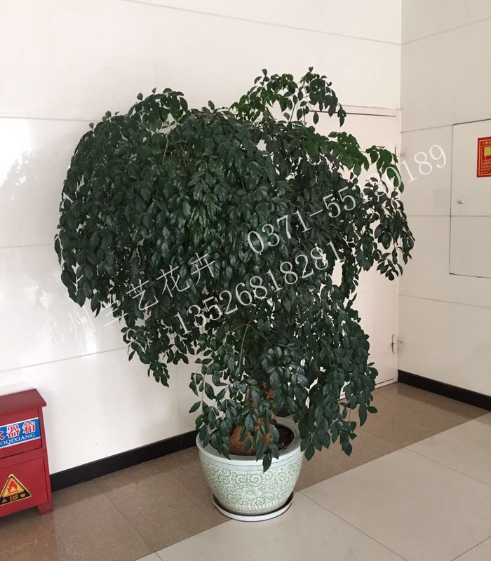 郑州盆栽租赁（幸福树）
