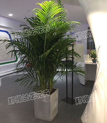 郑州植物租赁（凤尾竹）