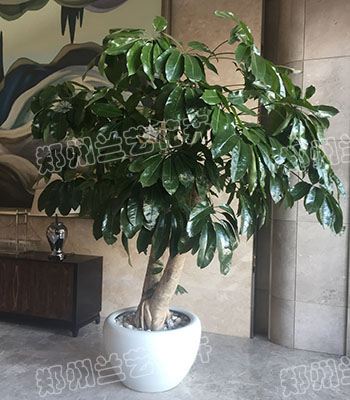 郑州租植物(澳洲发财树)