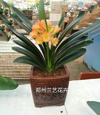 郑州办公室租花（君子兰）
