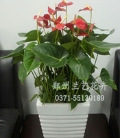 郑州花卉租摆（红掌）
