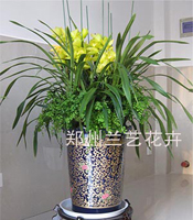 郑州盆花租摆（蕙兰）