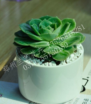 花木花草租摆（昂斯洛）
