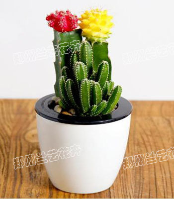 郑州绿植租摆（仙人掌）