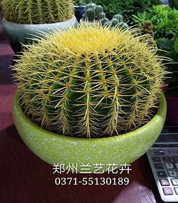 郑州盆花租赁（仙人球）