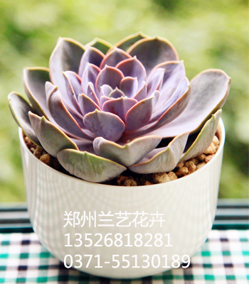 郑州租花（紫珍珠）