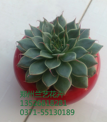 郑州租花公司（吉娃连）
