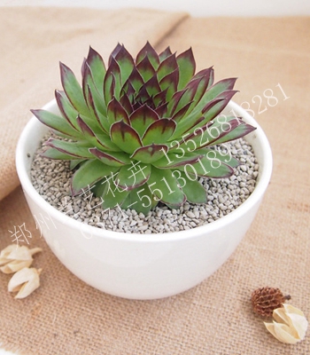 租摆盆栽植物（观音莲）