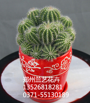 租花公司（仙人球）