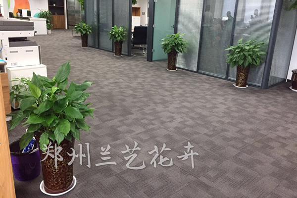 郑州室内绿植租摆案例