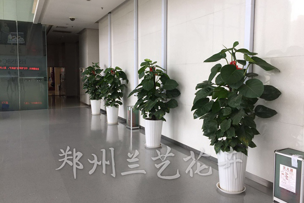 郑州租绿植案例