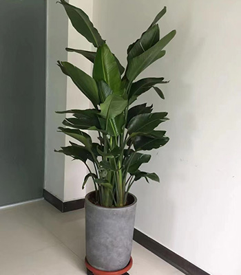 郑州租植物（天堂鸟）