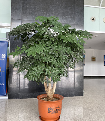 办公室租植物（幸福树）