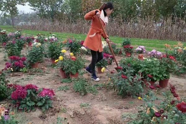 菊花基地