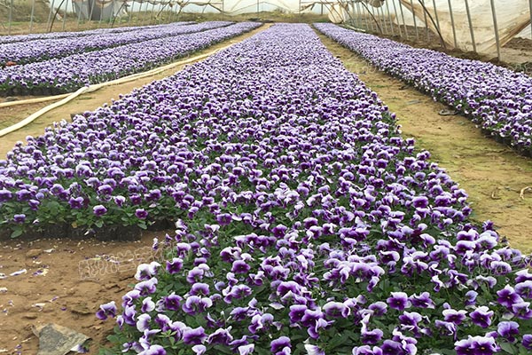 牵牛花基地