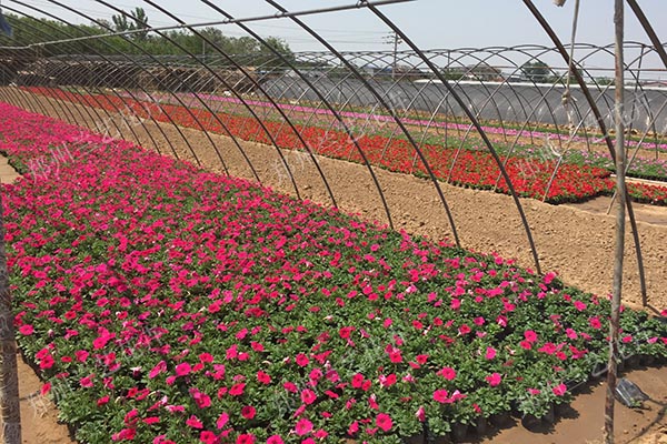 牵牛花基地