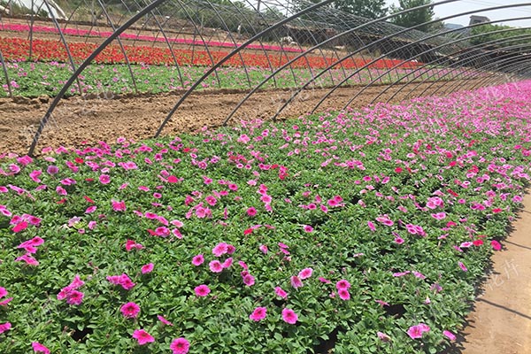 时令花卉基地（牵牛花）