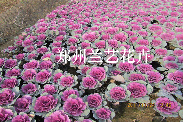 羽衣甘蓝基地