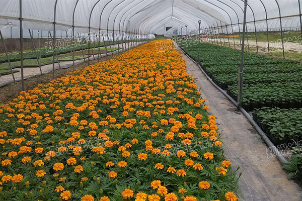 郑州时令草花销售(孔雀草基地