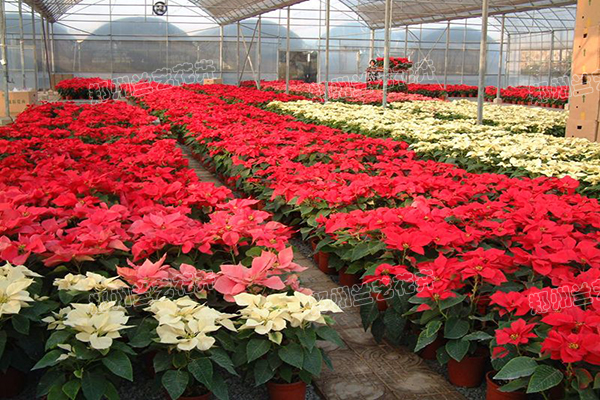 办公室租花草（一品红基地）