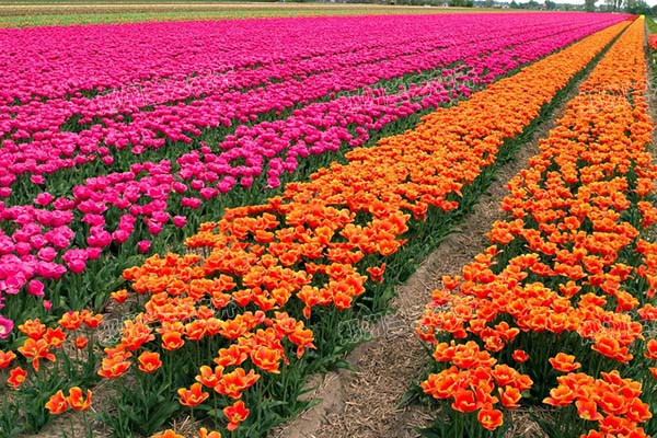 花卉租摆(郁金香基地)
