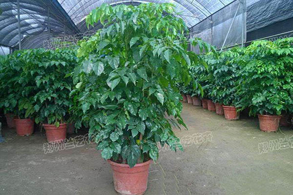 绿植租摆（绿宝基地）