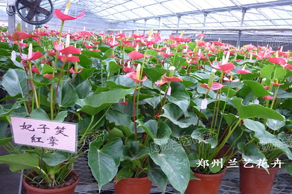 郑州租花（红掌基地）