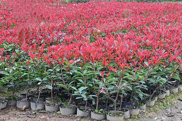 红叶石兰苗木基地