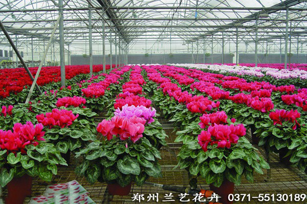 公司租花（仙客来基地）