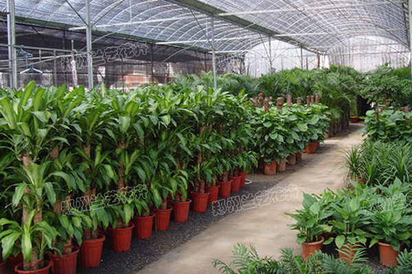 郑州绿植租摆基地