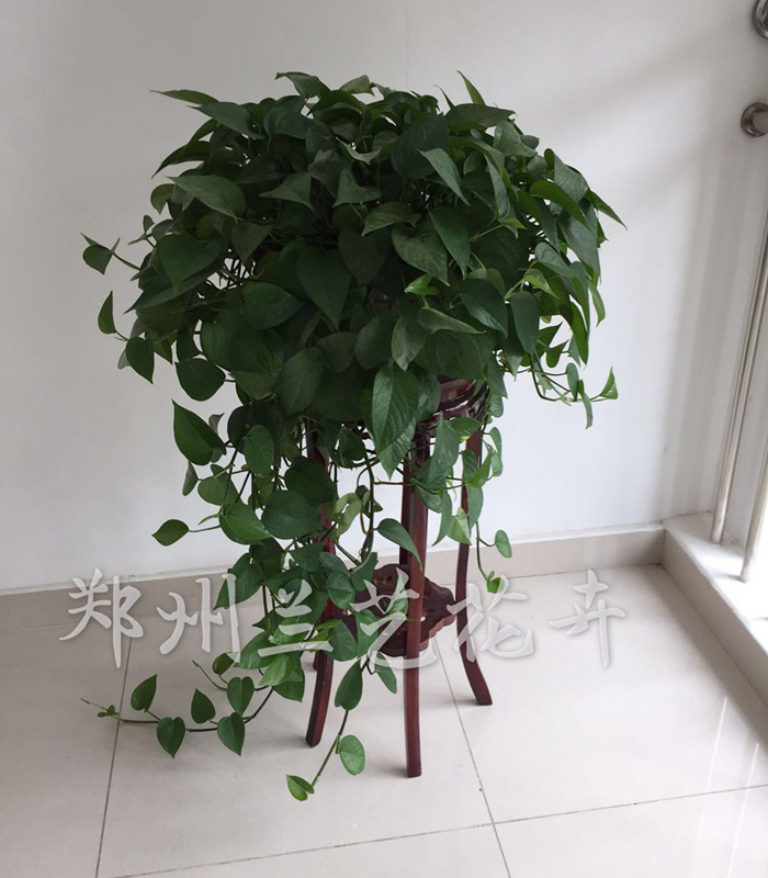 办公室植物出租（大绿萝）