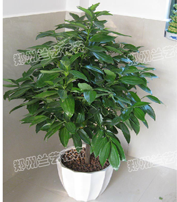 郑州花卉租摆(平安树)