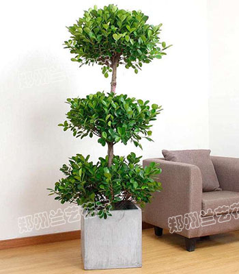 郑州绿植出售（榕树）
