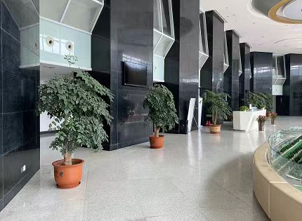 郑州租花公司