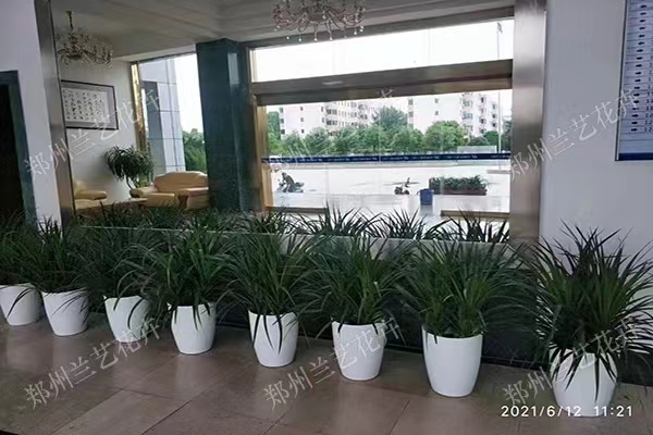 办公室租植物