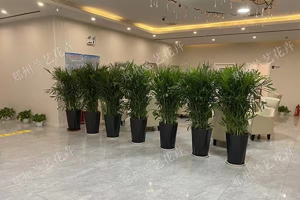 郑州花卉租赁