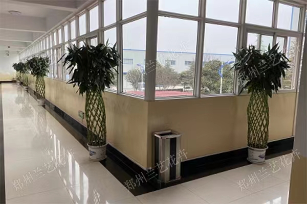 办公室租植物