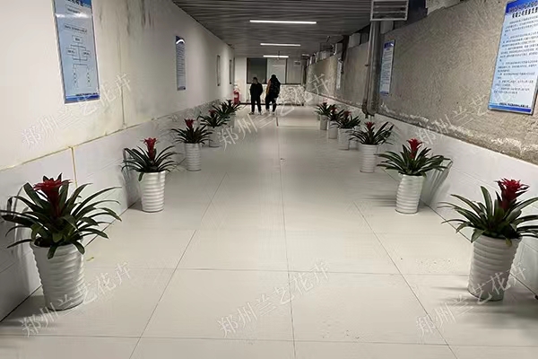 办公室花卉租赁