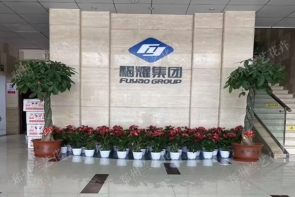 写字楼植物租摆
